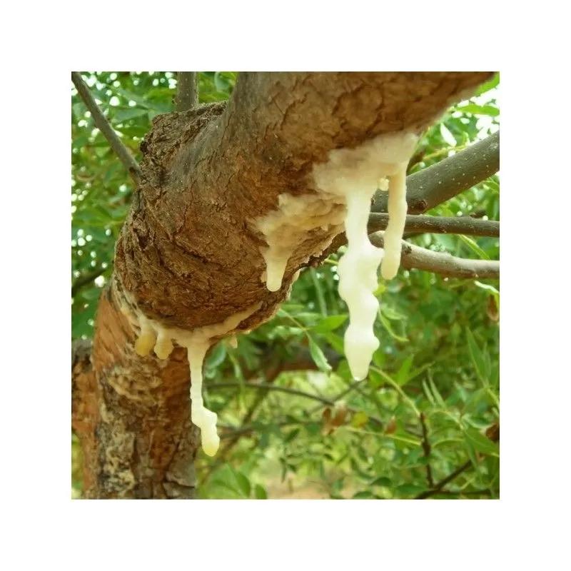 Frassino Fiori: Un albero versatile e afmaravilloso - Come si chiama il frutto del frassino frassino fiori - Come si chiama il frutto del frassino