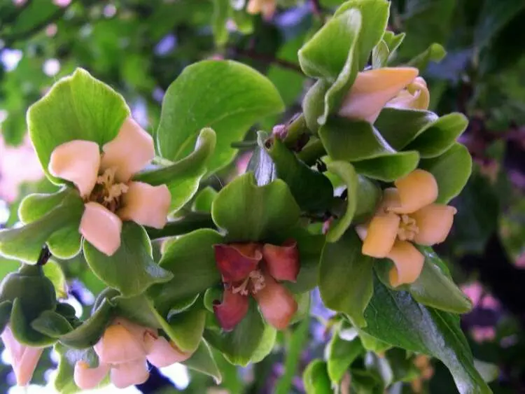 fiore del caco - Come si chiama il frutto dell'albero di cachi