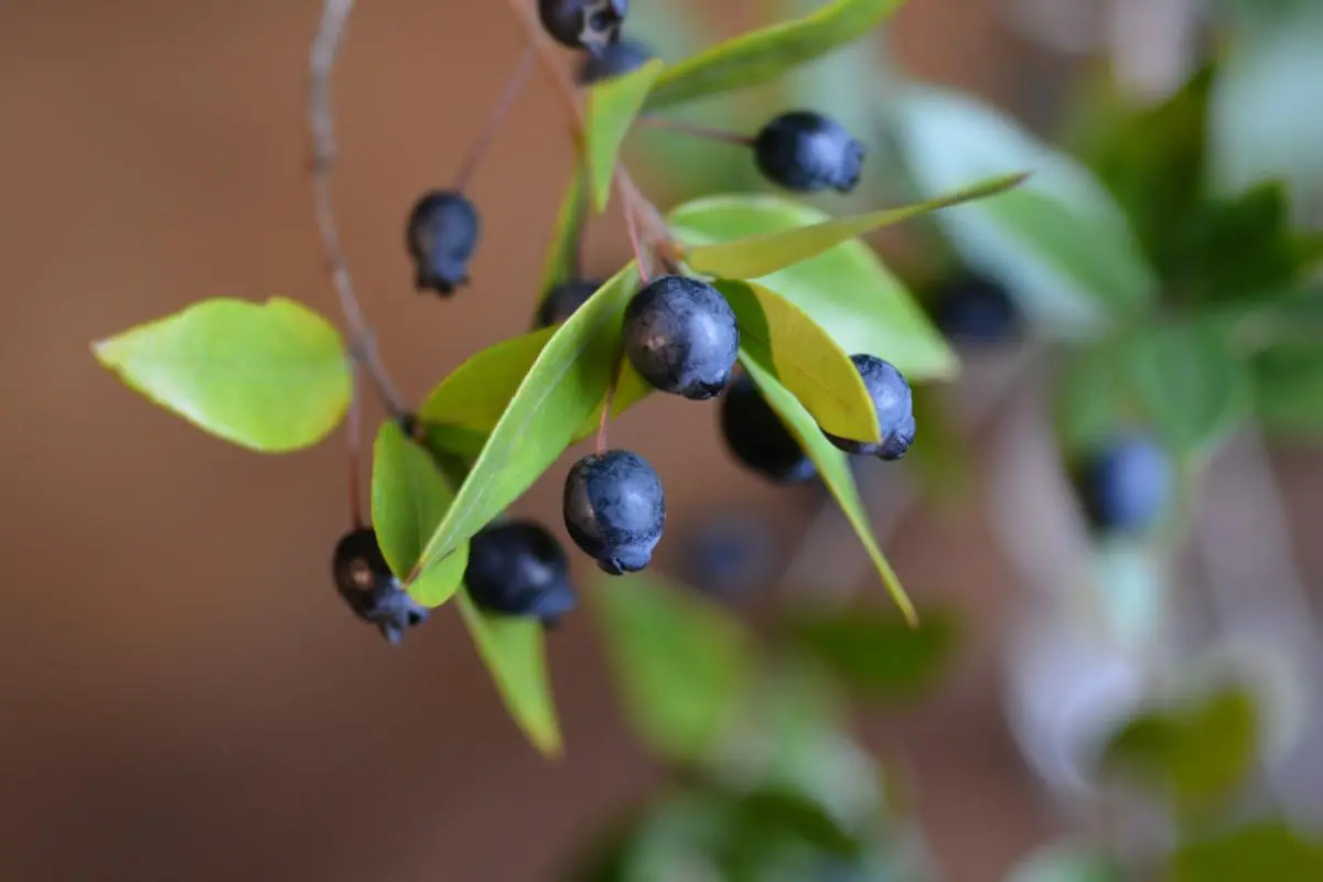 Fiore di Mirto: Un simbolo di gloria e prosperità - Come si chiama il frutto della pianta del mirto fiore di mirto - Come si chiama il frutto della pianta del mirto