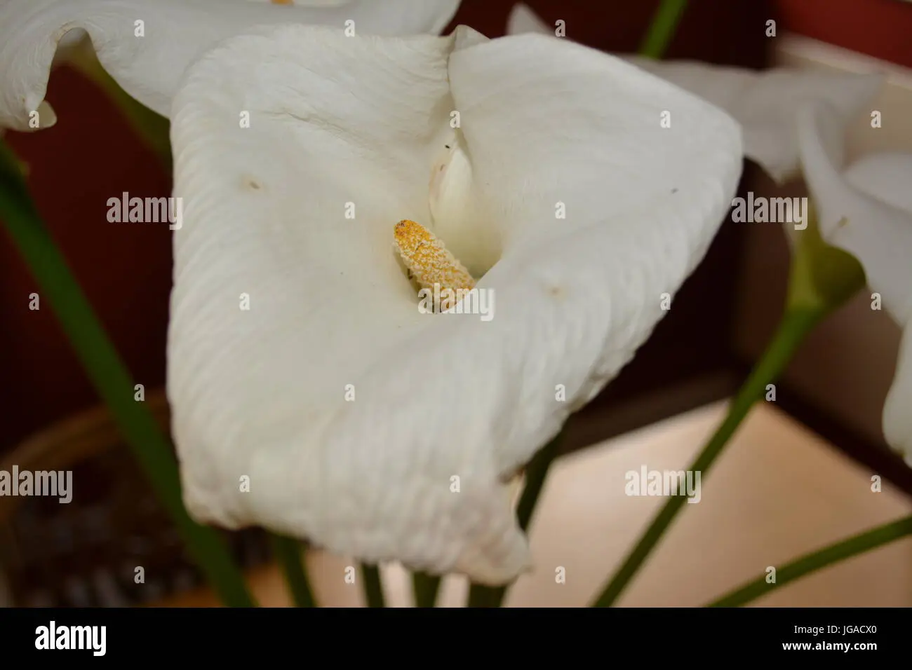 fiore simile al giglio - Come si chiama il giglio selvatico