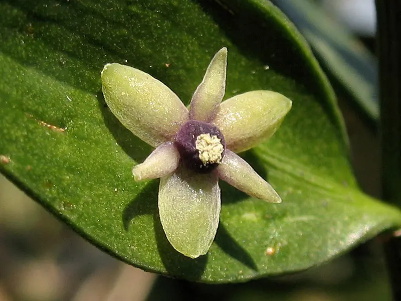 Pungitopo Fiore: Un Arbusto Sempreverde con Proprietà Benefiche - Come si chiama il pungitopo in italiano pungitopo fiore - Come si chiama il pungitopo in italiano