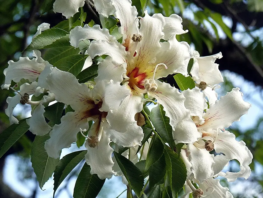 ceiba speciosa fiore - Come si chiama l'albero bottiglia