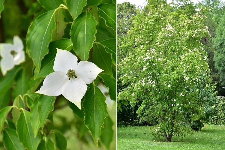 albero con fiori bianchi profumatissimi - Come si chiama l'albero con i fiori bianchi