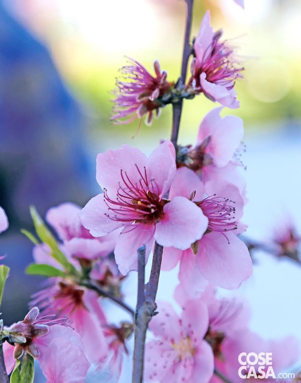 Albero di Fiori: Il simbolo dell'amore e della bellezza - Come si chiama l'albero dell'amore albero di fiori - Come si chiama l'albero dell'amore