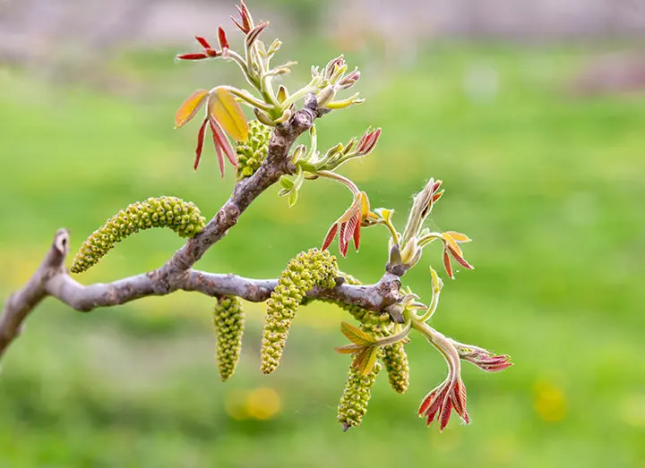 albero di noce in fiore - Come si chiama l'albero della noce in italiano