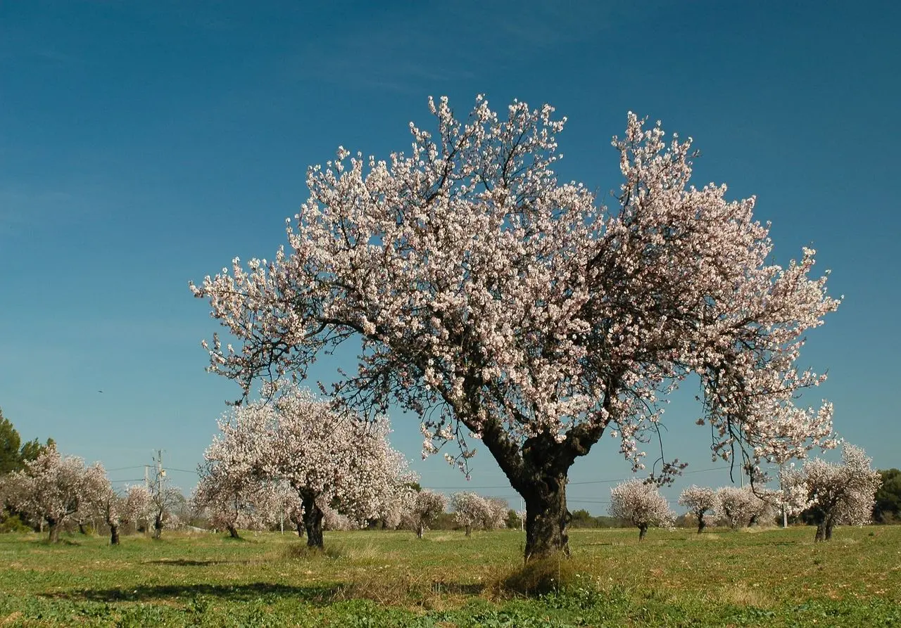 alberi che fioriscono in primavera - Come si chiama l'albero della primavera