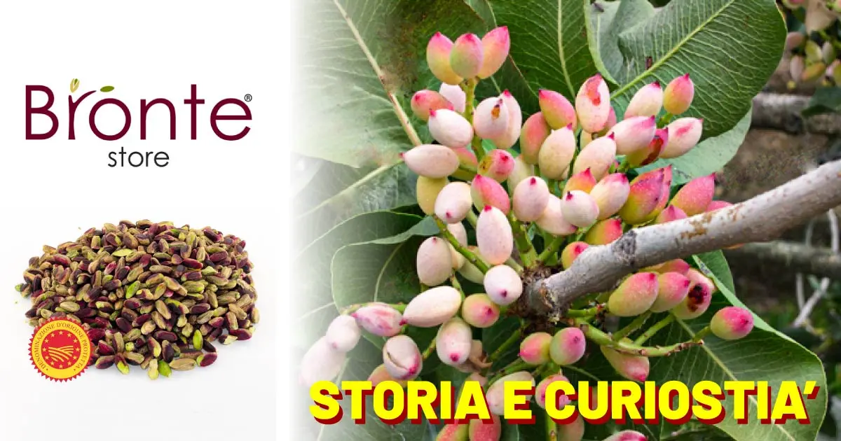Albero di Pistacchio in Fiore: Un Tesoro Naturale da Scoprire - Come si chiama l'albero maschio del pistacchio albero di pistacchio in fiore - Come si chiama l'albero maschio del pistacchio