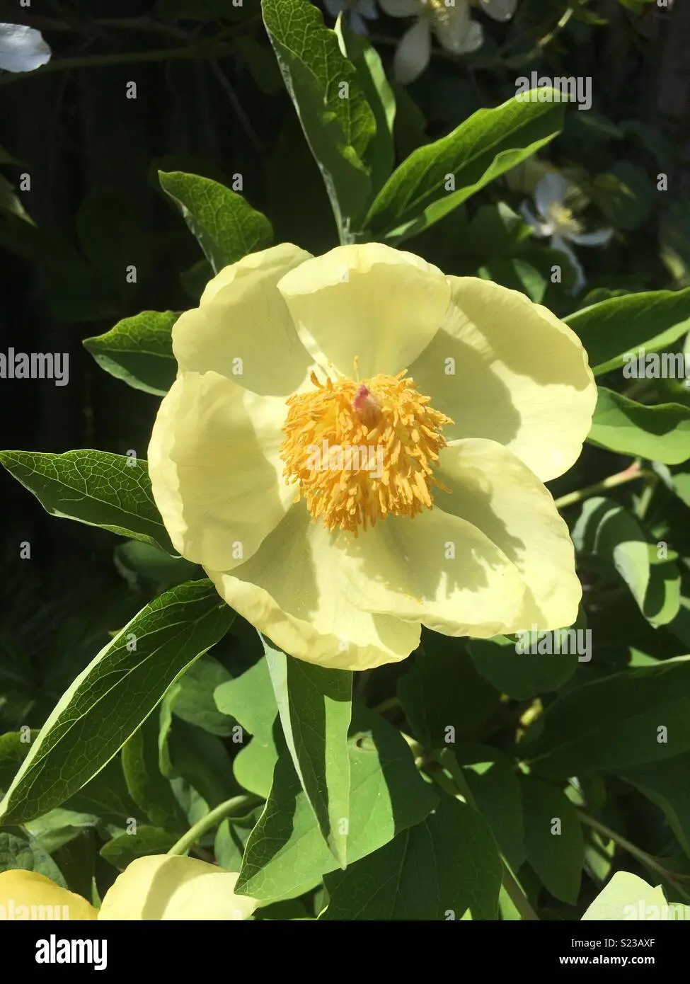 fiore delle streghe - Come si chiama l'erba delle streghe