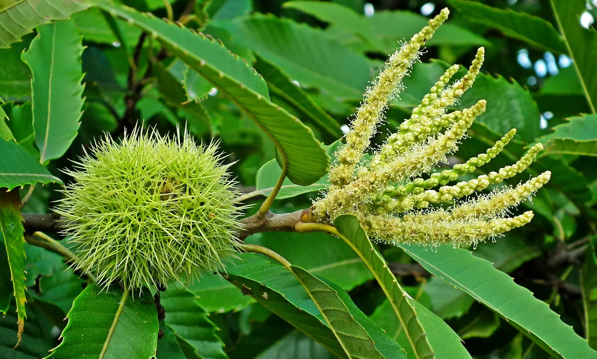 Fiori di Castagno: Un'Introduzione alla Pianta - Come si chiama l infiorescenza del castagno fiori di castagno - Come si chiama l infiorescenza del castagno