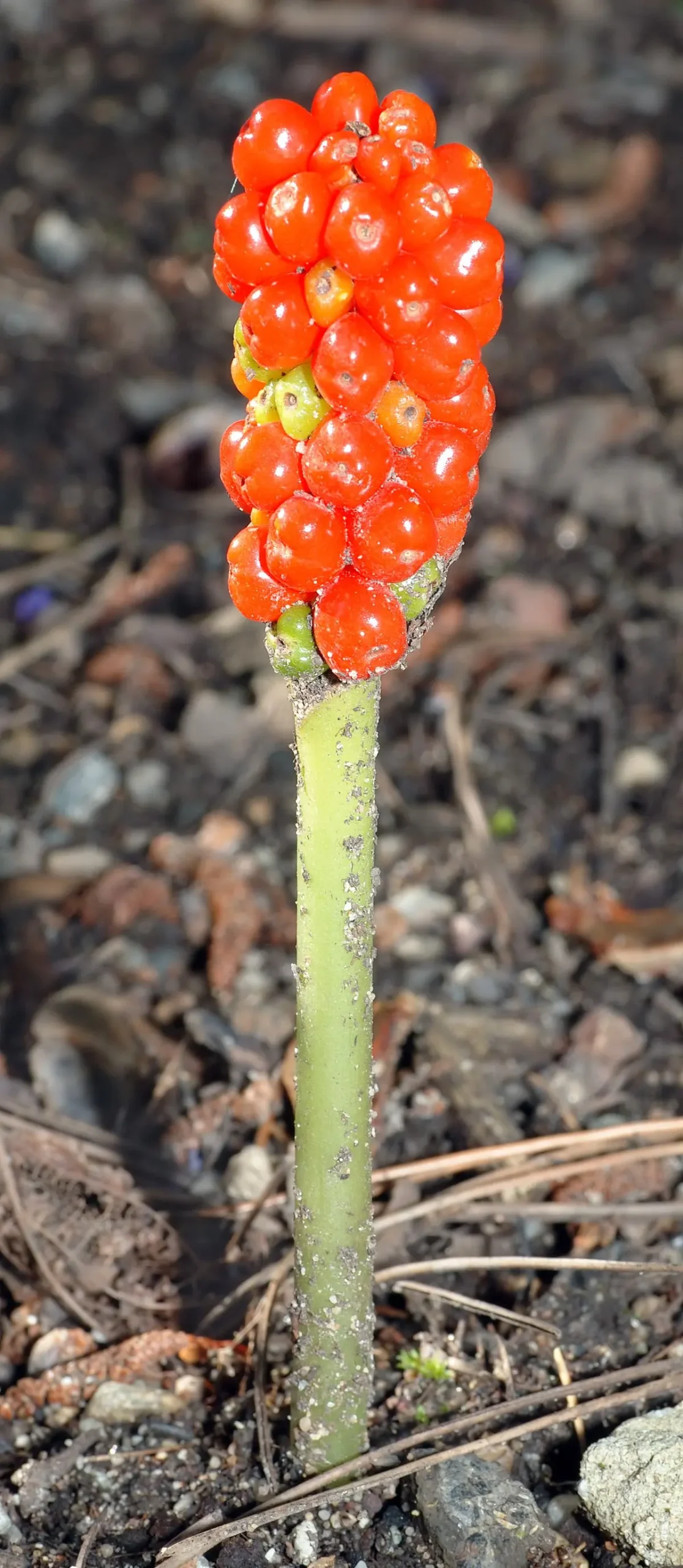 Gichero fiore: una pianta unica e afmaravilloso - Come si chiama la calla selvatica gichero fiore - Come si chiama la calla selvatica