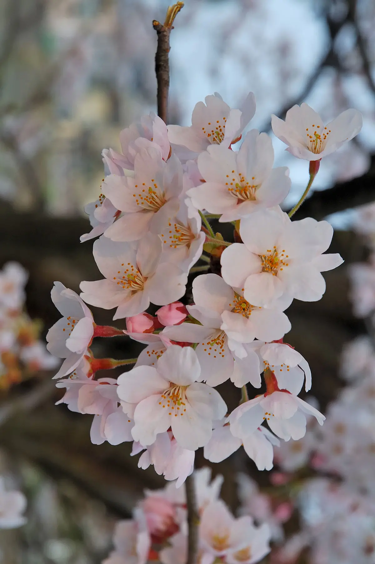 ciliegio fiore bianco - Come si chiama la Ciliegia Bianca
