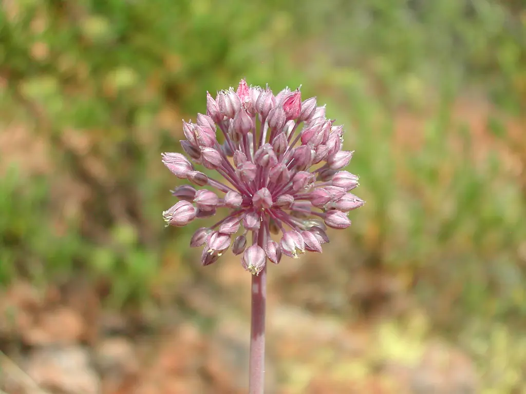fiore cipolla selvatica - Come si chiama la cipolla selvatica