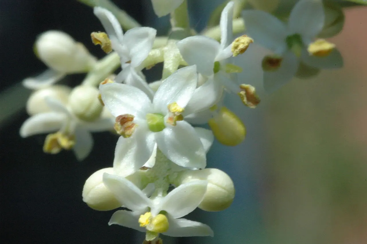 fiore olivo - Come si chiama la fioritura dell'olivo