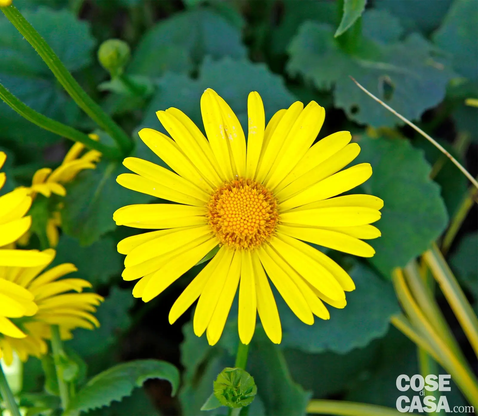 fiore giallo tipo margherita - Come si chiama la margherita gialla