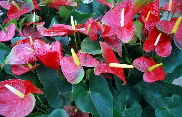 fiore a forma di cuore - Come si chiama la pianta a forma di cuore