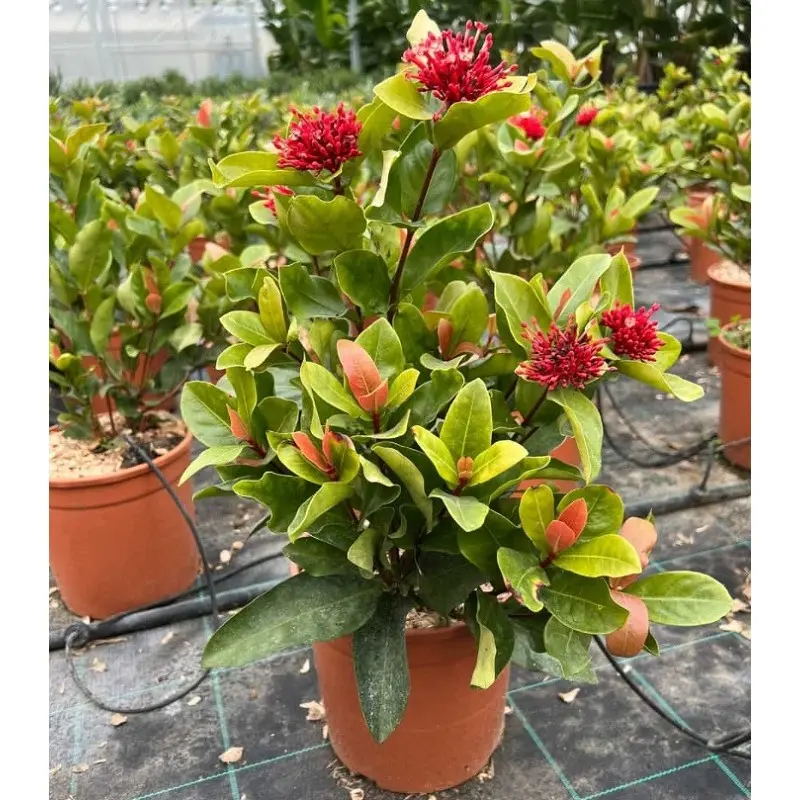 piante con fiori rossi da esterno - Come si chiama la pianta che fa le foglie rosse