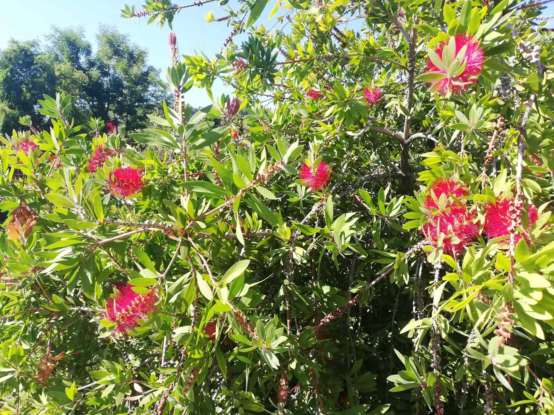 arbusto con fiori rossi - Come si chiama la pianta che ha le foglie rosse