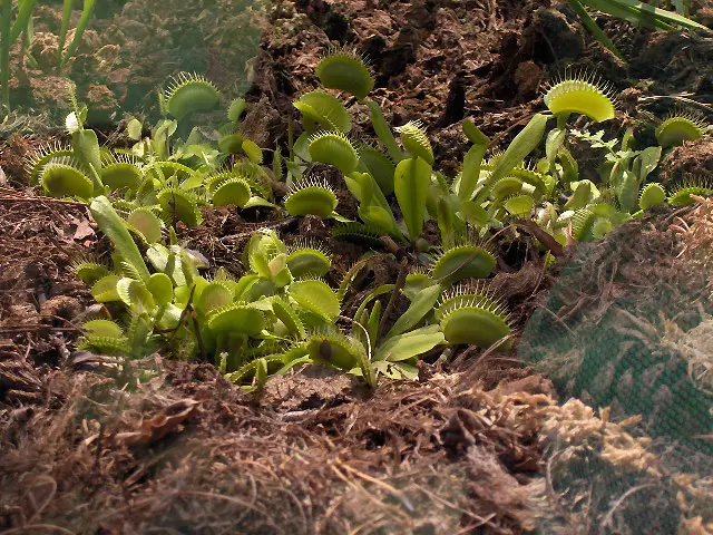 Fiore carnivoro: una meraviglia della natura - Come si chiama la pianta che mangia fiore carnivoro - Come si chiama la pianta che mangia