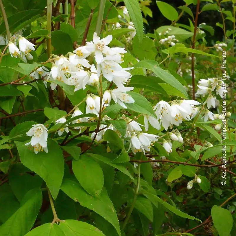 piante con fiori bianchi - Come si chiama la pianta con fiore bianco
