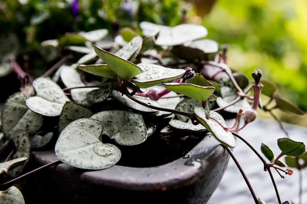Fiori a forma di cuore: la pianta Hoya Kerrii - Come si chiama la pianta con le foglie a forma di cuore fiori a forma di cuore - Come si chiama la pianta con le foglie a forma di cuore