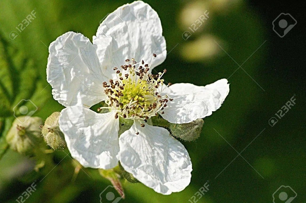 Fiore Mora: Un arbusto spinoso con deliziosi frutti - Come si chiama la pianta della mora fiore mora - Come si chiama la pianta della mora