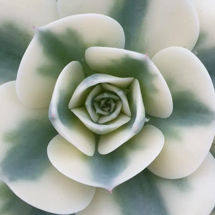 Pianta grassa a forma di fiore: echeveria - [guida alla cura e alle caratteristiche