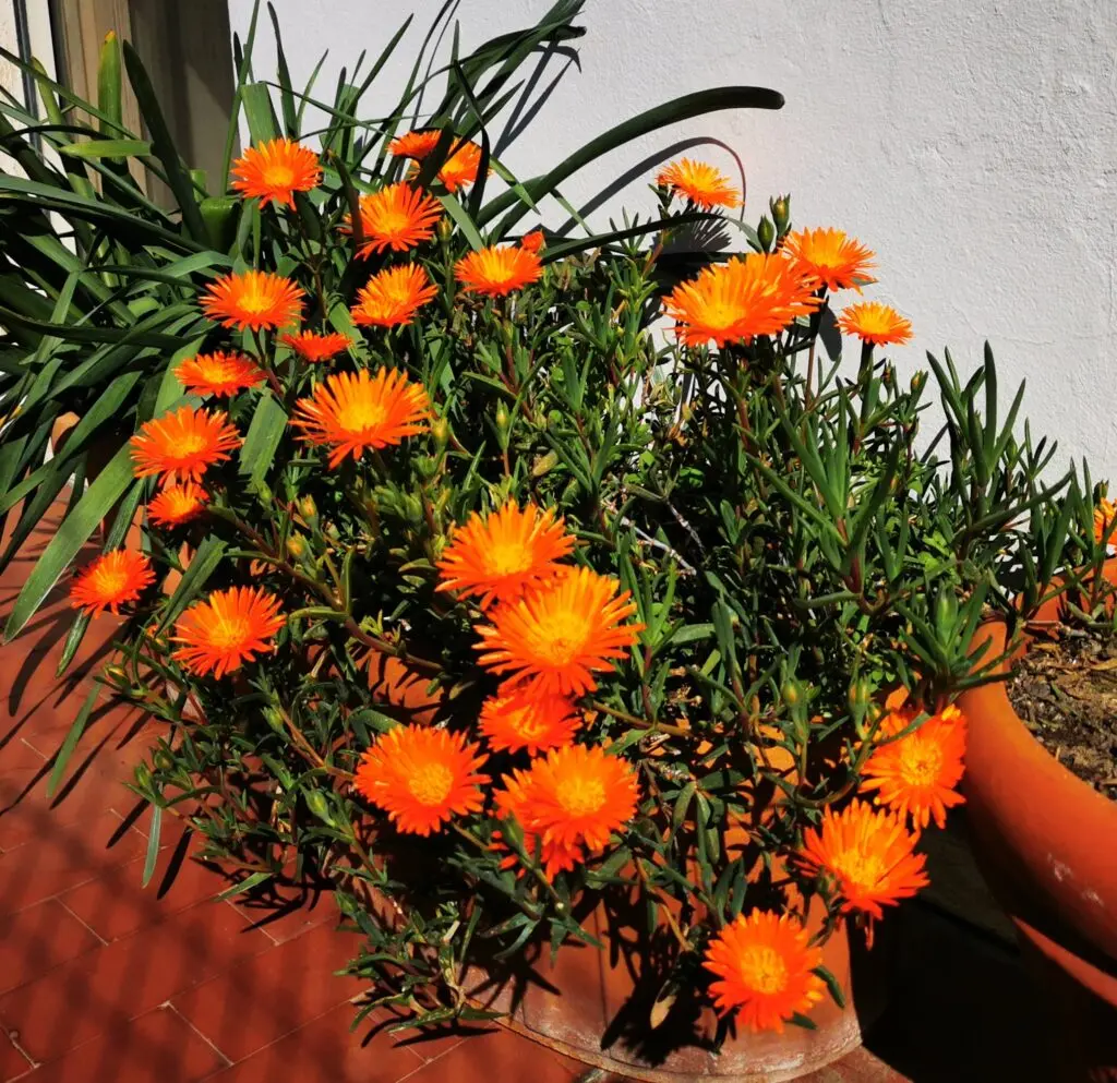pianta grassa con fiori arancioni - Come si chiama la pianta grassa con fiori arancioni