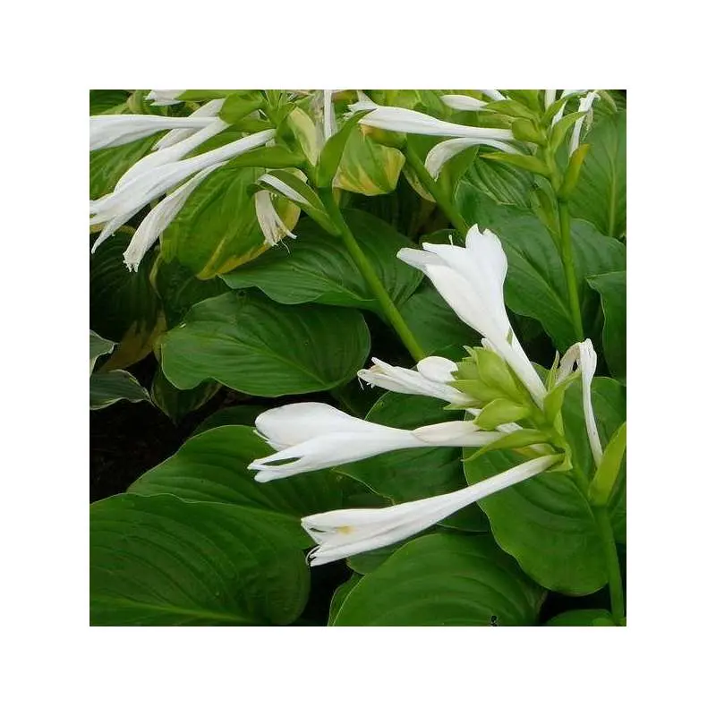 pianta verde con fiori bianchi - Come si chiama la pianta simile alla calla