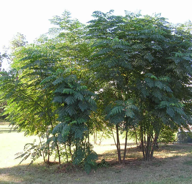Fiore Spinoso: una pianta unica e afmaravilloso - Come si chiama la pianta spinosa fiore spinoso - Come si chiama la pianta spinosa