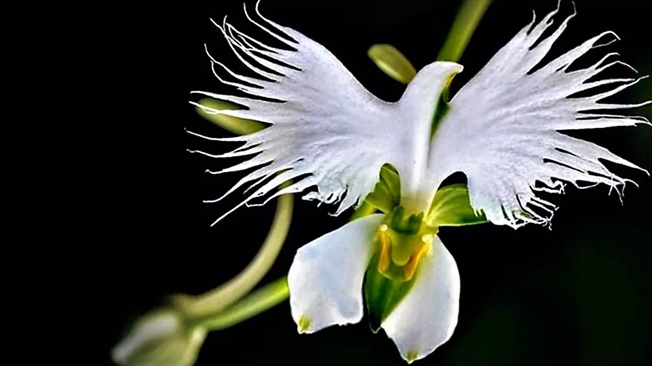 Fiori che sembrano uccelli - Come si chiama la pianta Uccello del Paradiso fiori che sembrano uccelli - Come si chiama la pianta Uccello del Paradiso