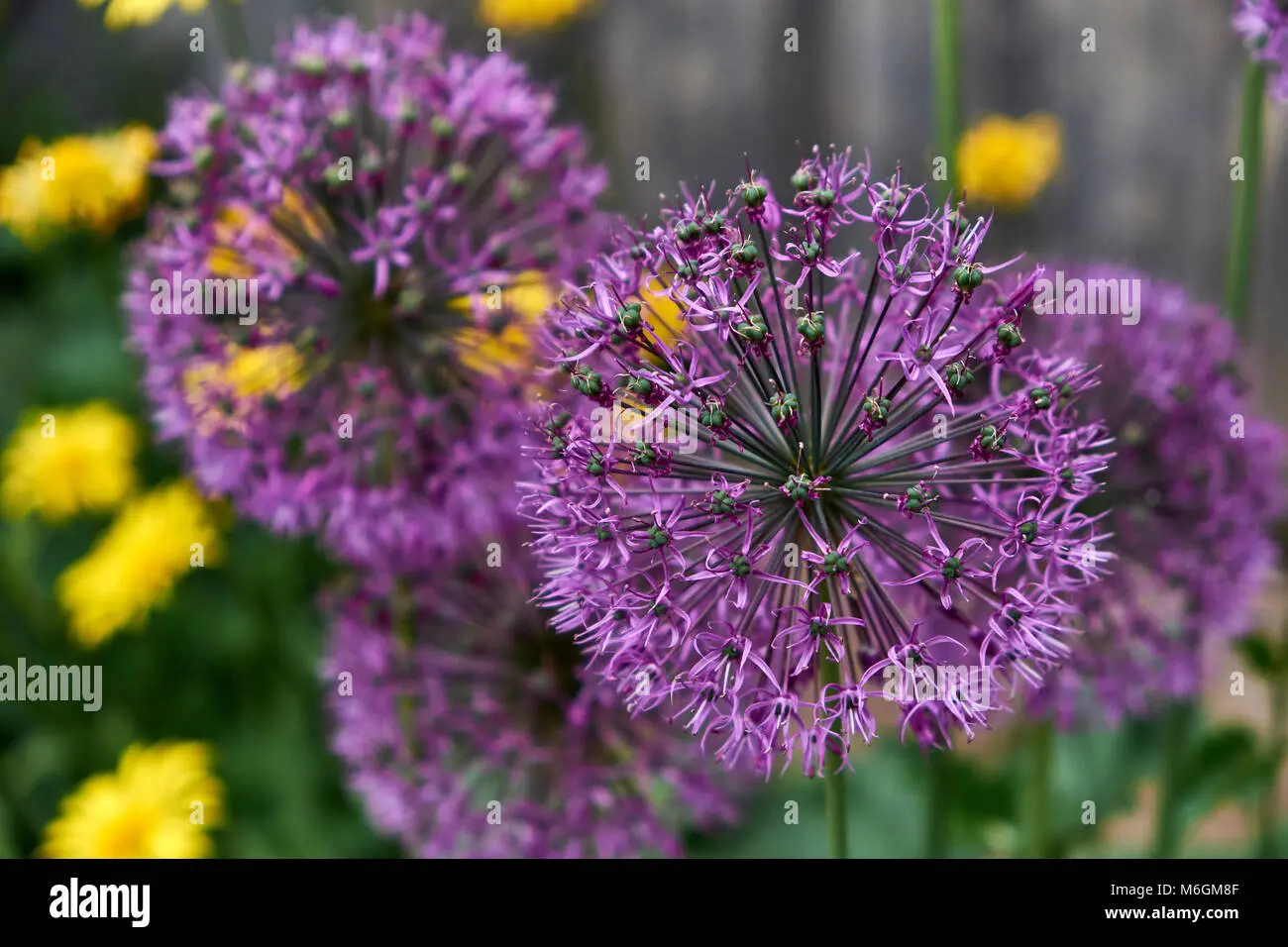 Fiore a forma di palla: un tocco di originalità per i tuoi bouquet - Come si chiama quel fiore a palla fiore a forma di palla - Come si chiama quel fiore a palla