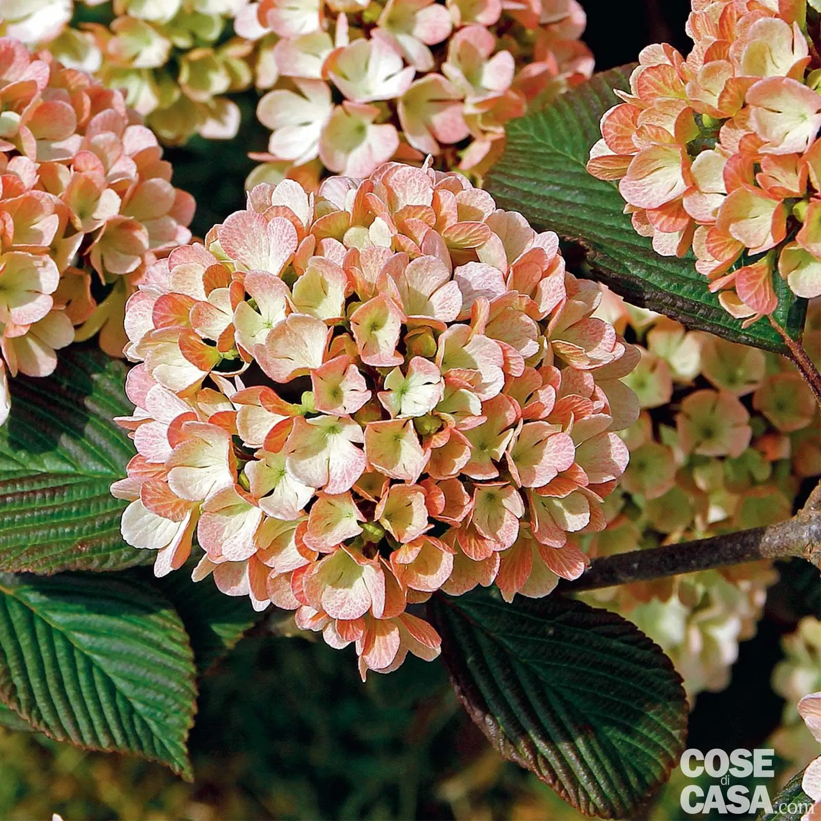 Fiore a forma di palla: originalità per bouquet