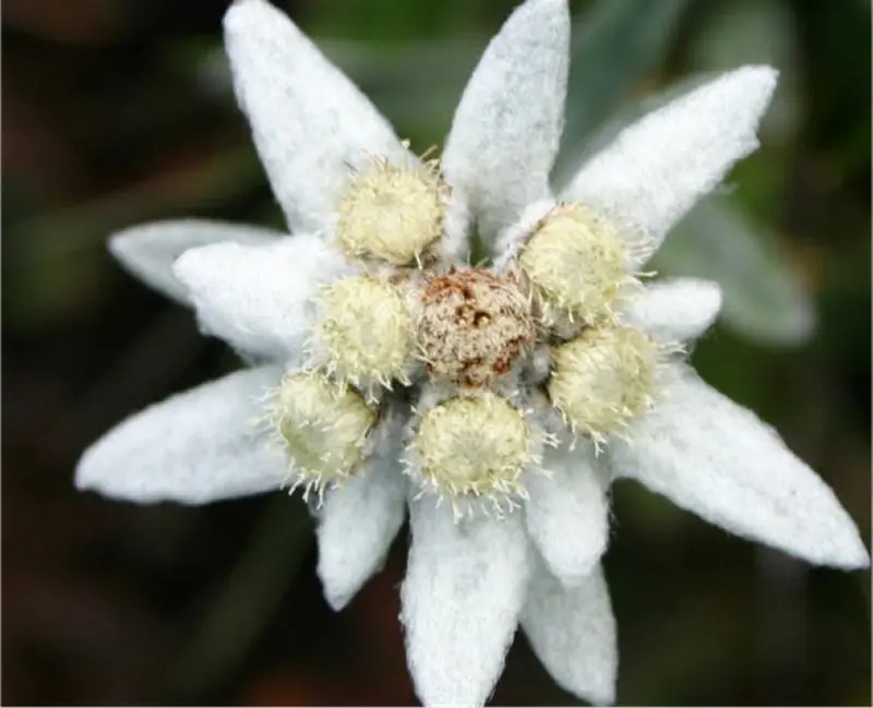 Da Fiori a Stella: La tua Floreria di fiducia - Come si chiama un piccolo falco da fiori a stella - Come si chiama un piccolo falco