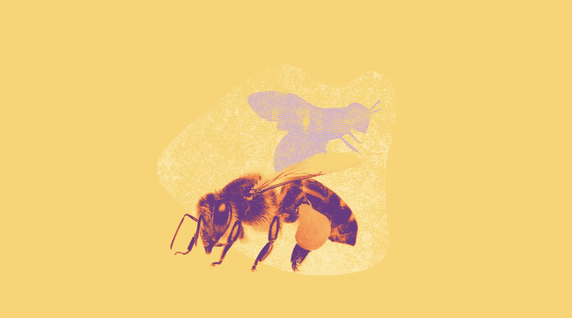 Insetto Fiore: Gli Impollinatori del Regno Animale - Come si chiamano gli insetti impollinatori insetto fiore - Come si chiamano gli insetti impollinatori