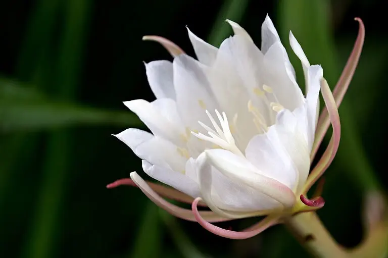 fiori che si aprono di notte - Come si chiamano i fiori che si aprono di notte