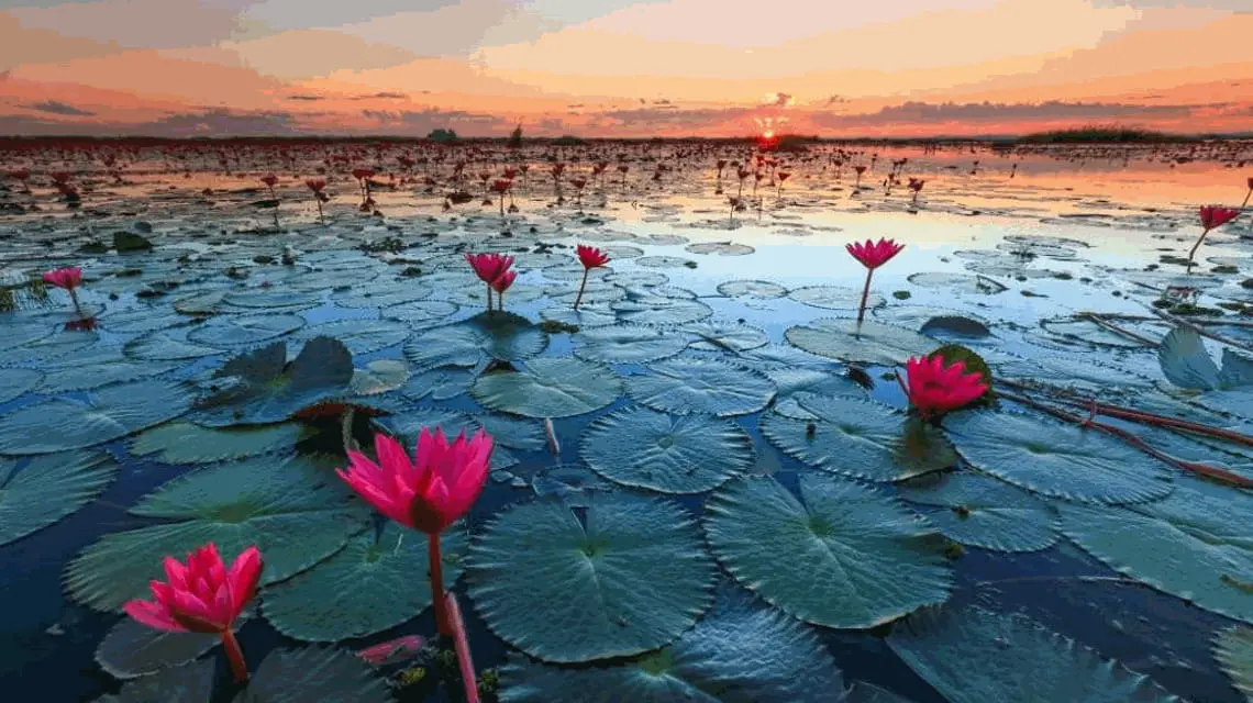 fiori di lago - Come si chiamano i fiori degli stagni