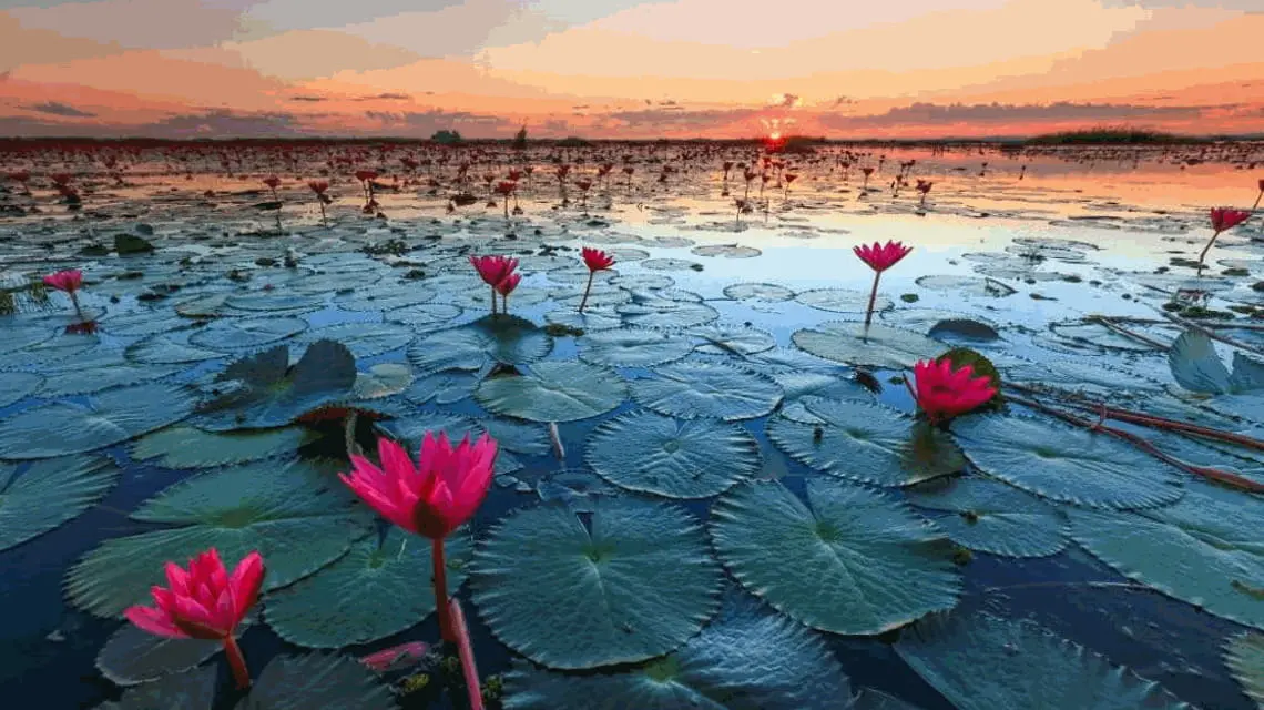 Fiori di lago: La bellezza dei fiori che galleggiano - Come si chiamano i fiori degli stagni fiori di lago - Come si chiamano i fiori degli stagni