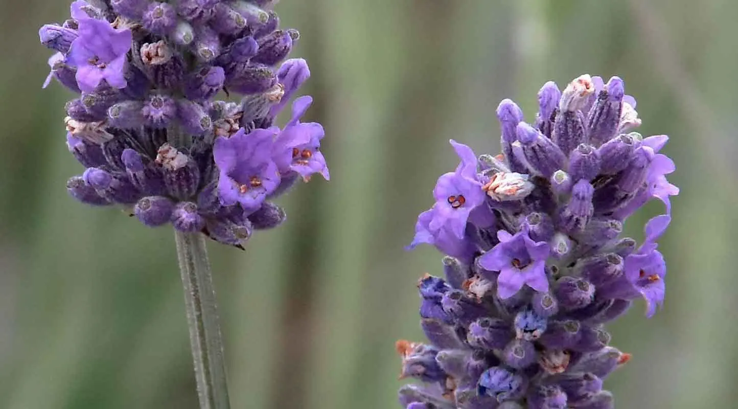 fiore della lavanda - Come si chiamano i fiori della lavanda