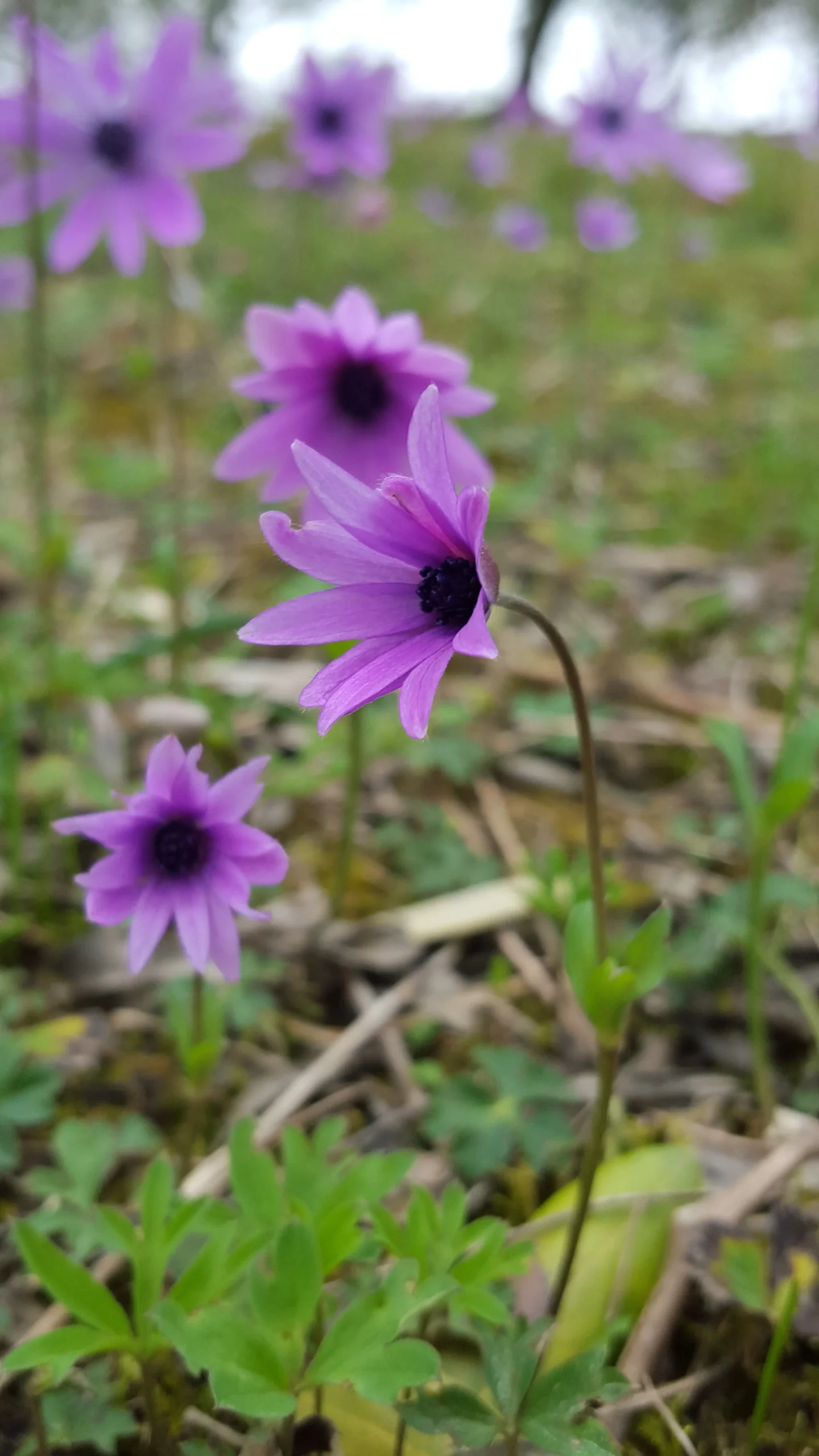 Come si chiamano i fiori di campo viola - Come si chiamano i fiori di campo viola fiori di campo viola - Come si chiamano i fiori di campo viola