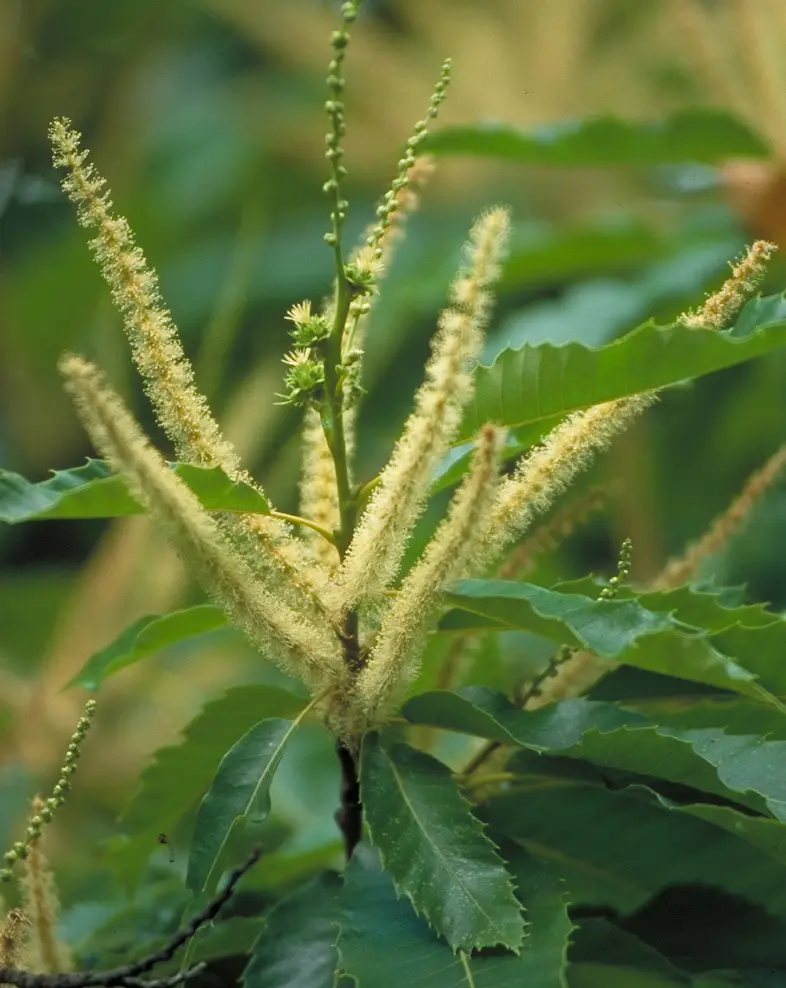 Fiori di Castagno: Un'Introduzione alla Pianta - Come si chiamano i fiori di castagno fiori di castagno - Come si chiamano i fiori di castagno