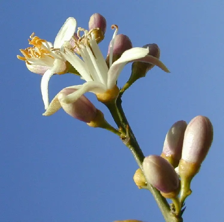 Fiore di Limone: Un tesoro profumato - Come si chiamano i fiori di limone fiore di limone - Come si chiamano i fiori di limone