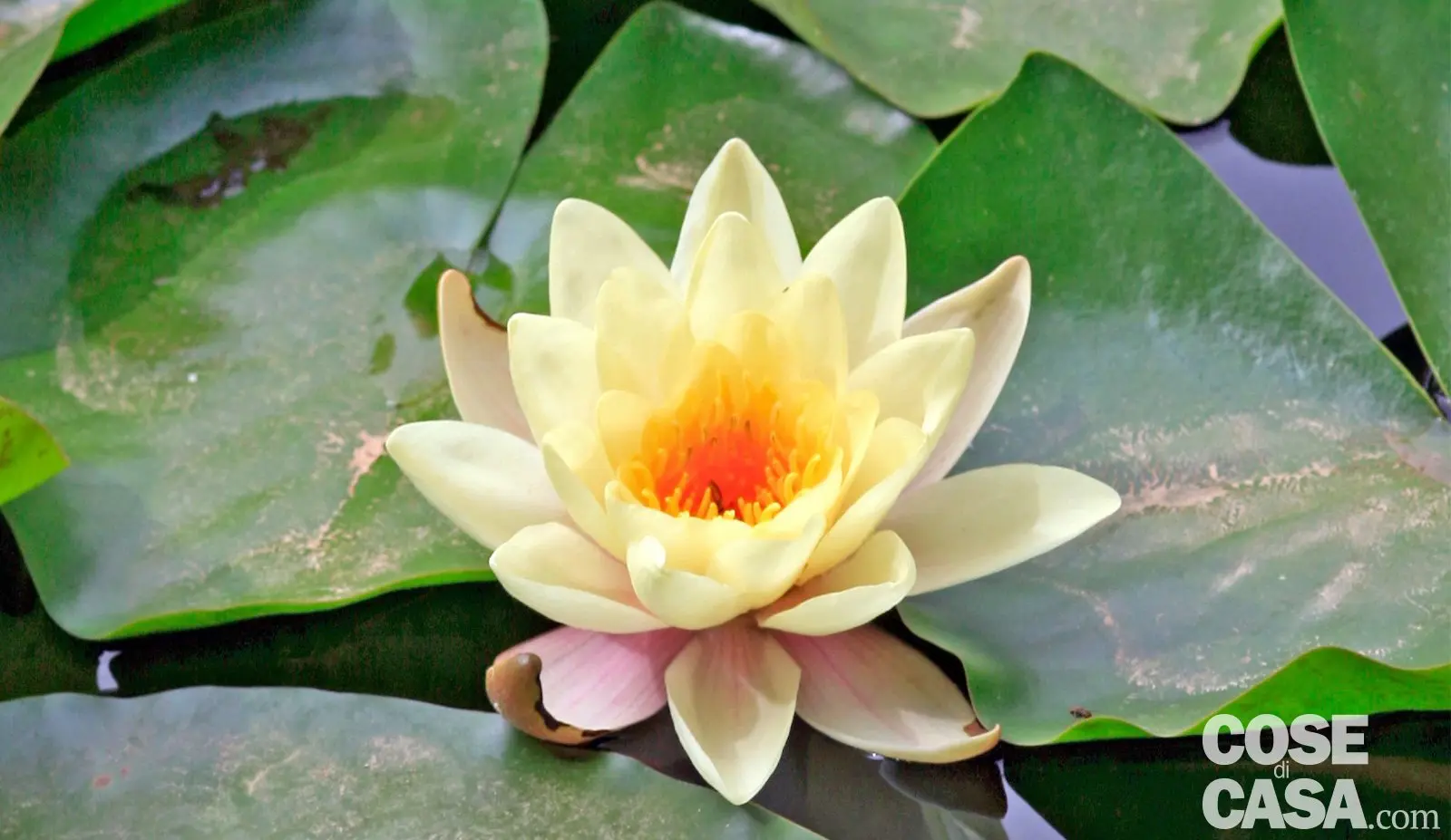 Fiori di lago: La bellezza dei fiori che galleggiano - Come si chiamano i fiori galleggianti fiori di lago - Come si chiamano i fiori galleggianti