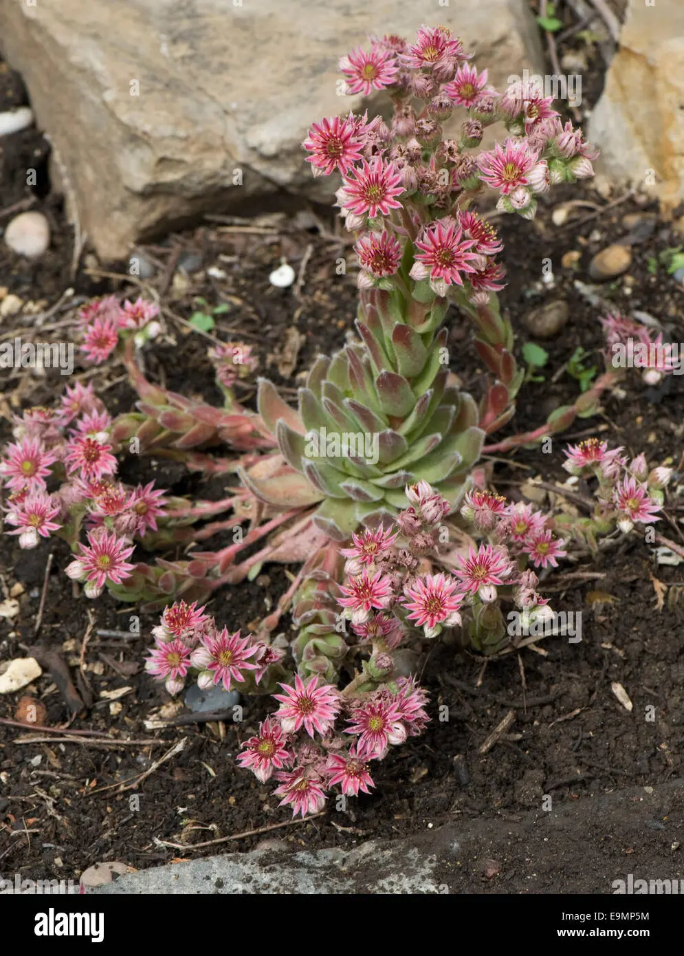 sempervivum fiore - Come si chiamano i fiori sempre vivi