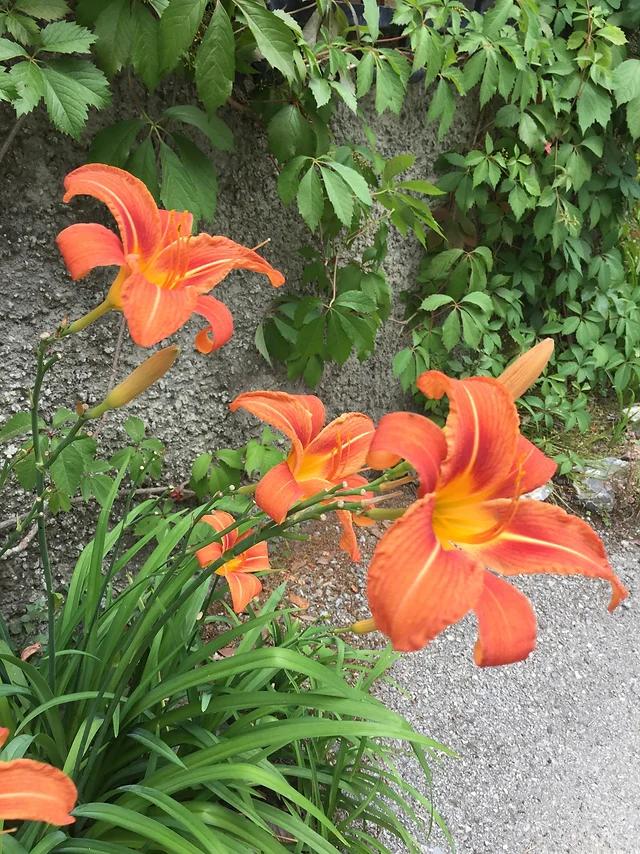 Fiori simili ai gigli: una guida completa - Come si chiamano i fiori simili ai gigli fiori simili ai gigli - Come si chiamano i fiori simili ai gigli