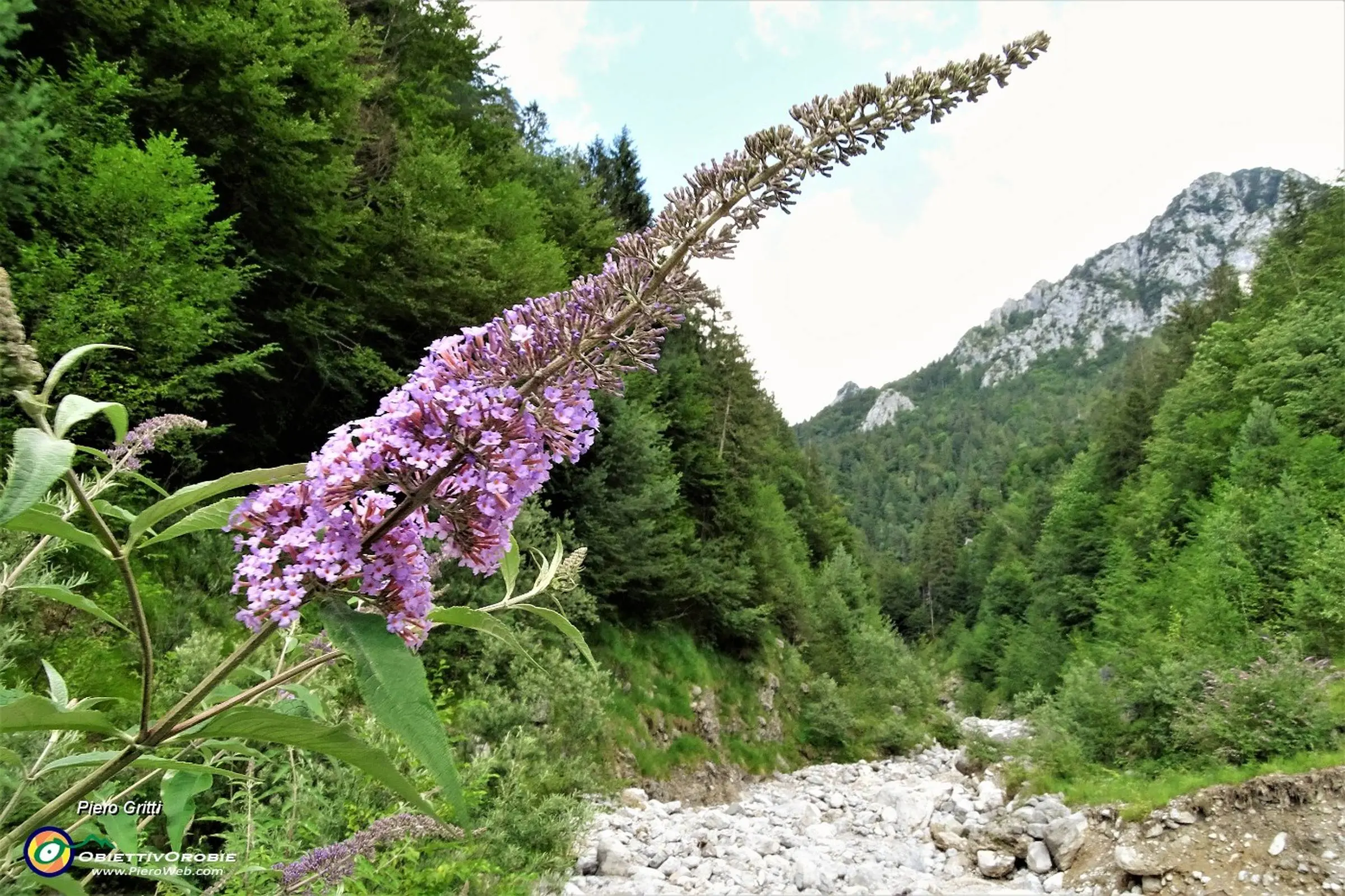 Come si chiamano i fiori viola a grappolo - Come si chiamano i fiori viola a grappolo fiori a grappolo violacei - Come si chiamano i fiori viola a grappolo