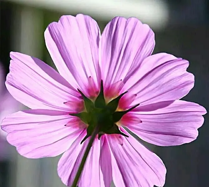 petali fiori - Come si chiamano i petali