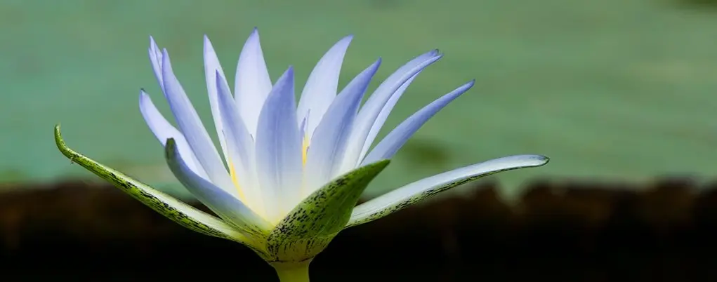 Fiore di Loto Egizio: Il Portafortuna dell'Egitto - Come si chiamano i simboli egiziani fiore di loto egizio - Come si chiamano i simboli egiziani