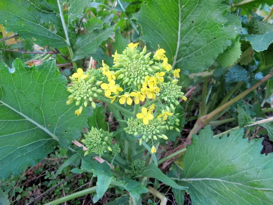 Come si chiamano in italiano le cime di rapa - Come si chiamano in italiano le cime di rapa fiori di rapa - Come si chiamano in italiano le cime di rapa