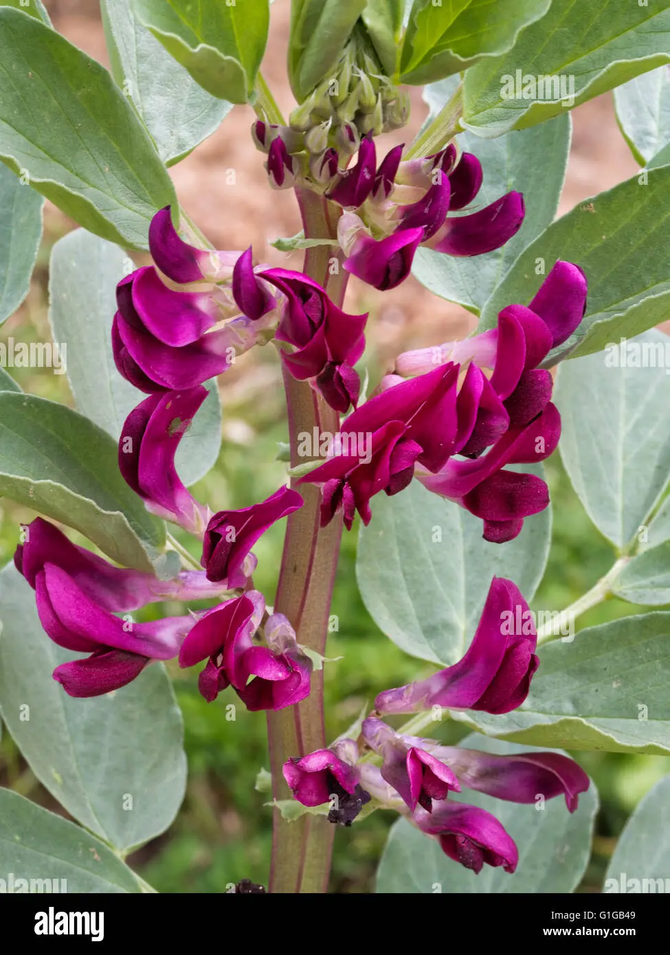 Fiore della Fava: Un Tesoro Culinario da Scoprire - Come si chiamano le parti della fava fiore della fava - Come si chiamano le parti della fava