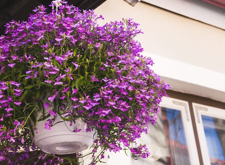 Fiori pendenti da esterno: una splendida aggiunta al tuo giardino - Come si chiamano le piante che scendono fiori pendenti da esterno - Come si chiamano le piante che scendono